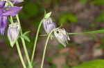 European columbine